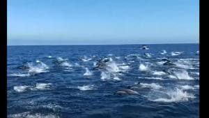 The image shows dolphins leaping several feet into the air above the glistening waters.(YouTube/@Capt Dave’s Dana Point Dolphin & Whale Watching Safari) The image shows dolphins leaping several feet into the air above the glistening waters.(YouTube/@Capt Dave’s Dana Point Dolphin & Whale Watching Safari)