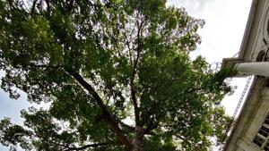 With greens vines crawling about the trunk, with insects spreading out on the vine leaves, this is a one-tree wildlife sanctuary.(Mayank Austen Soofi) With greens vines crawling about the trunk, with insects spreading out on the vine leaves, this is a one-tree wildlife sanctuary.(Mayank Austen Soofi)