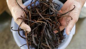 Iton Rifa'i, a 74-year-old vanilla farmer, shows dried vanilla beans at Kebon Kakek farm in Serang, Banten province, Indonesia, July 25, 2020.(REUTERS/Willy Kurniawan) Iton Rifa'i, a 74-year-old vanilla farmer, shows dried vanilla beans at Kebon Kakek farm in Serang, Banten province, Indonesia, July 25, 2020.(REUTERS/Willy Kurniawan)