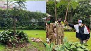 Amitabh Bachchan planted a new Gulmohar sapling at his residence in Mumbai. Amitabh Bachchan planted a new Gulmohar sapling at his residence in Mumbai.