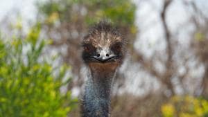 A woman spotted the bird in a residential neighborhood (representational image).(Unsplash) A woman spotted the bird in a residential neighborhood (representational image).(Unsplash)