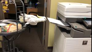 A white cockatoo, named Reggie, doing his work.(Facebook/Cincinnati Zoo & Botanical Garden) A white cockatoo, named Reggie, doing his work.(Facebook/Cincinnati Zoo & Botanical Garden)