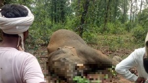 Several reports of human-elephant conflicts have surfaced in the last few years in Chhattisgarh.(ANI) Several reports of human-elephant conflicts have surfaced in the last few years in Chhattisgarh.(ANI)