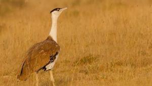 The Great Indian Bustard is seen in its natural habitat.(ANI)
