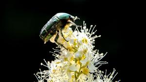 A goldsmith beetle (cetonia aurata) clambers over the flowers of a Sorbaria sorbifolia bush in a garden outside Moscow.(AFP) A goldsmith beetle (cetonia aurata) clambers over the flowers of a Sorbaria sorbifolia bush in a garden outside Moscow.(AFP)