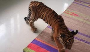 The cub which was being treated in Kota zoo, died Tuesday morning.(HT PHOTO) The cub which was being treated in Kota zoo, died Tuesday morning.(HT PHOTO)