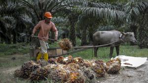 A worker collects harvested palm oil fruit bunches using a bullock cart at the IOI Corp. Gomali palm oil estate in Gemas, Johor, Malaysia.(Bloomberg) A worker collects harvested palm oil fruit bunches using a bullock cart at the IOI Corp. Gomali palm oil estate in Gemas, Johor, Malaysia.(Bloomberg)