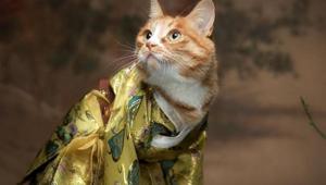 A traditional Chinese clothing belonging to the Han dynasty is seeing popularity amid young people who are dressing their pets in Hanfus. (Representational Image)(www.etsy.com) A traditional Chinese clothing belonging to the Han dynasty is seeing popularity amid young people who are dressing their pets in Hanfus. (Representational Image)(www.etsy.com)