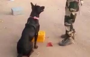 Orlando being trained at the police dog training school at Bhopal in Madhya Pradesh.(Screengrab) Orlando being trained at the police dog training school at Bhopal in Madhya Pradesh.(Screengrab)