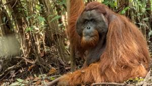 An orangutan named Boncel is pictured after being translocated to the main forest from a palm oil plantation.(REUTERS)
