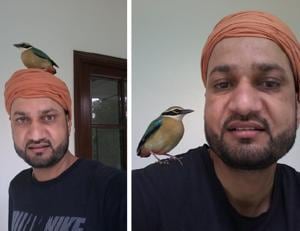 Joginder Singh was a trusty perch for this lost pitta.(PHOTOS: GS PIRZADA) Joginder Singh was a trusty perch for this lost pitta.(PHOTOS: GS PIRZADA)