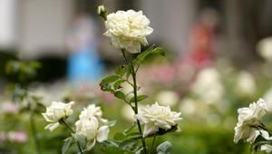 Roses are shown as journalists tour the restored Rose Garden at the White House in Washington, Saturday, Aug. 22, 2020.(AP Photo/Susan Walsh) Roses are shown as journalists tour the restored Rose Garden at the White House in Washington, Saturday, Aug. 22, 2020.(AP Photo/Susan Walsh)