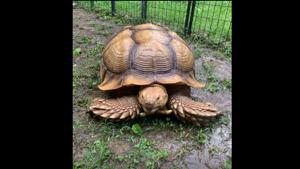 The African Sulcata Tortoise named Soloman crawled away from his Ashland City enclosure more than two months ago.(Facebook/@Lynn M. Cole)
