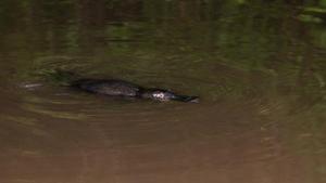 The platypus is listed as endangered in South Australia.(Unsplash) The platypus is listed as endangered in South Australia.(Unsplash)