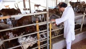 The Foundation recently conducted a program to provide fodder and medicines to cows at locations across India.(Digpu) The Foundation recently conducted a program to provide fodder and medicines to cows at locations across India.(Digpu)