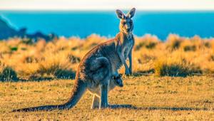 Prada confirmed to Italian animal rights group LAV that it will stop using kangaroo leather. (Representational Image)(Unsplash) Prada confirmed to Italian animal rights group LAV that it will stop using kangaroo leather. (Representational Image)(Unsplash)