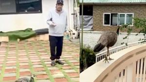 Dharmendra has shared a video which features a peahen. Dharmendra has shared a video which features a peahen.