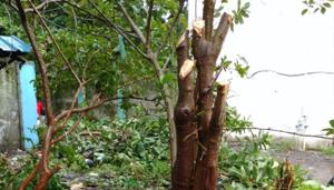 Trees felled over the year in Matunga Railway Colony and area converted into parking spaces.(Deepak Chattopadhyay) Trees felled over the year in Matunga Railway Colony and area converted into parking spaces.(Deepak Chattopadhyay)