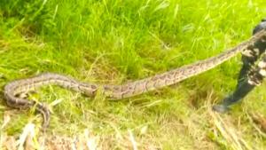 The forest department’s Quick Response Team arrived to rescue the snakes. The forest department’s Quick Response Team arrived to rescue the snakes.