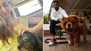 Shraddha Kapoor and K L Rahul with their pets.(Twitter) Shraddha Kapoor and K L Rahul with their pets.(Twitter)