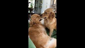Molson and Maple int their intense tug-of-war.(Instagram/@molsonandmaple) Molson and Maple int their intense tug-of-war.(Instagram/@molsonandmaple)