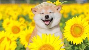 From memes, reels to videos and more, there are a lot of doggos on social media, all of whom you can spend time with and smile through it all.(@lily0316am /Instagram)