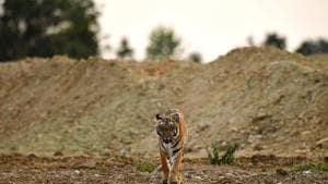 Irrigation department officials stated that tigers were using the overpasses across at least two locations in south Brahmapuri region surrounded by fragmented forest patches.(Mayank Mishra) Irrigation department officials stated that tigers were using the overpasses across at least two locations in south Brahmapuri region surrounded by fragmented forest patches.(Mayank Mishra)