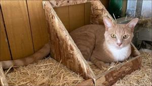 Antiviral drug for cats may treat COVID-19 in humans(Twitter/TKOld2020) Antiviral drug for cats may treat COVID-19 in humans(Twitter/TKOld2020)