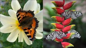 India to host its first national event on butterflies(Twitter/GardeningWell/CellyaGomes) India to host its first national event on butterflies(Twitter/GardeningWell/CellyaGomes)