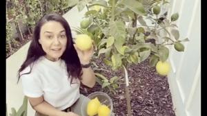 The image shows Preity Zinta holding her homegrown lemon.(Instagram/@realpz) The image shows Preity Zinta holding her homegrown lemon.(Instagram/@realpz)