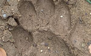 A Leopard pugmark imprinted deep in the monsoon soil along the foothills.(Photo: Vikram Jit Singh) A Leopard pugmark imprinted deep in the monsoon soil along the foothills.(Photo: Vikram Jit Singh)