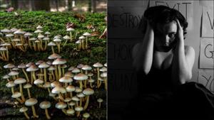 Magic mushroom drug may treat depression(Twitter/PsychedelicsUK/RahulDe36645627) Magic mushroom drug may treat depression(Twitter/PsychedelicsUK/RahulDe36645627)