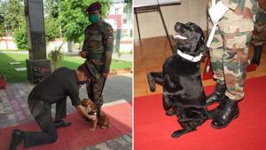 Sophie of Special Frontier Force (Bomb Disposal Squad) (left) and Vida of an army dog unit located in Northern Command (right) have been awarded with the Chief of Army Staff ‘Commendation Cards’. Sophie of Special Frontier Force (Bomb Disposal Squad) (left) and Vida of an army dog unit located in Northern Command (right) have been awarded with the Chief of Army Staff ‘Commendation Cards’.