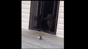 The image shows Ruthie waiting on one side of a screen door and trying to figure out how to pass through it.(Twitter/@dog_rates) The image shows Ruthie waiting on one side of a screen door and trying to figure out how to pass through it.(Twitter/@dog_rates)