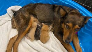 The image shows Georgia, the dog, with the orphaned kittens.(Facebook/Sunshine Dog Rescue) The image shows Georgia, the dog, with the orphaned kittens.(Facebook/Sunshine Dog Rescue)