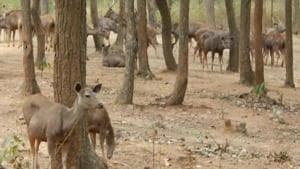 The railways should impose speed limits and ensure regular hooting while crossing wildlife zones, said a wildlife expert. (Representative photo HT) The railways should impose speed limits and ensure regular hooting while crossing wildlife zones, said a wildlife expert. (Representative photo HT)