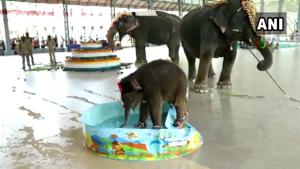 Shivani, the baby elephant, playing in water.(Twitter/@ANI) Shivani, the baby elephant, playing in water.(Twitter/@ANI)