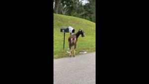 A screengrab from the video showing the goat eating the mail.(Facebook/@Ila Mazingo) A screengrab from the video showing the goat eating the mail.(Facebook/@Ila Mazingo)