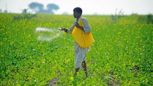 Fertiliser production continued to grow for the third straight month, as the farm sector was relatively unaffected by curbs.(mint) Fertiliser production continued to grow for the third straight month, as the farm sector was relatively unaffected by curbs.(mint)
