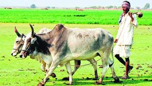 Pradhan Mantri-Kisan Samman Nidhi (PM-KISAN) is a federal cash transfer scheme meant for farmers.(HT FILE PHOTO) Pradhan Mantri-Kisan Samman Nidhi (PM-KISAN) is a federal cash transfer scheme meant for farmers.(HT FILE PHOTO)