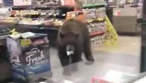 A bear bites an item in a supermarket in California.(RUBI NEVAREZ via REUTERS)