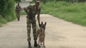 Polo, a Belgian Malinois dog with special skills has been given his first posting by the CISF.(ANI) Polo, a Belgian Malinois dog with special skills has been given his first posting by the CISF.(ANI)