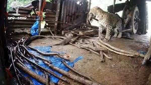 The image shows the leopard carrying one of its cubs.(ANI) The image shows the leopard carrying one of its cubs.(ANI)