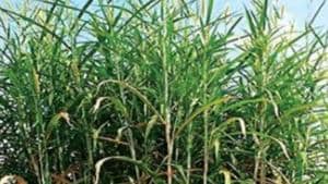 Napier is a perennial tropical grass which needs little water and nutrients and can also thrive on land not used for crop cultivation. (HT Photo)