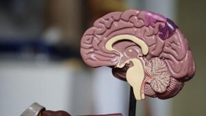To try to understand how astrocytes take on this enhanced role, they knocked out the enzyme aromatase, which is critical to estrogen production, in neurons in the forebrain. (Representational Image)(Unsplash) To try to understand how astrocytes take on this enhanced role, they knocked out the enzyme aromatase, which is critical to estrogen production, in neurons in the forebrain. (Representational Image)(Unsplash)