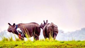 Rhinos at Kaziranga National Park and Tiger Reserve.(HT Photo) Rhinos at Kaziranga National Park and Tiger Reserve.(HT Photo)