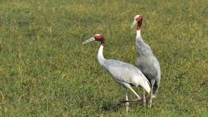 The sarus is found mainly in Uttar Pradesh’s Etawah, Mainpuri and Shahjahanpur districts. But their population is on the decline due to the use of pesticides and the birds being preyed upon.(HT Photo) The sarus is found mainly in Uttar Pradesh’s Etawah, Mainpuri and Shahjahanpur districts. But their population is on the decline due to the use of pesticides and the birds being preyed upon.(HT Photo)