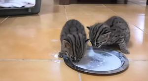 The park now has five rusty spotted cats.(Image credit: SGNP) The park now has five rusty spotted cats.(Image credit: SGNP)