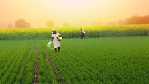 The suspended retailers charged that they get the fertilizer at a high price from wholesalers. So, they give it at a high price to farmers. (Getty images) The suspended retailers charged that they get the fertilizer at a high price from wholesalers. So, they give it at a high price to farmers. (Getty images)