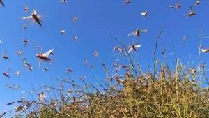 Since the past one and half year the country has faced huge locust attacks in more than 10 states, including national capital Delhi. (HT Photo) Since the past one and half year the country has faced huge locust attacks in more than 10 states, including national capital Delhi. (HT Photo)